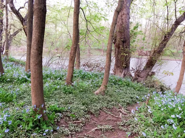 Grüner Ziegenhals in der Nähe des Flusses — Stockfoto