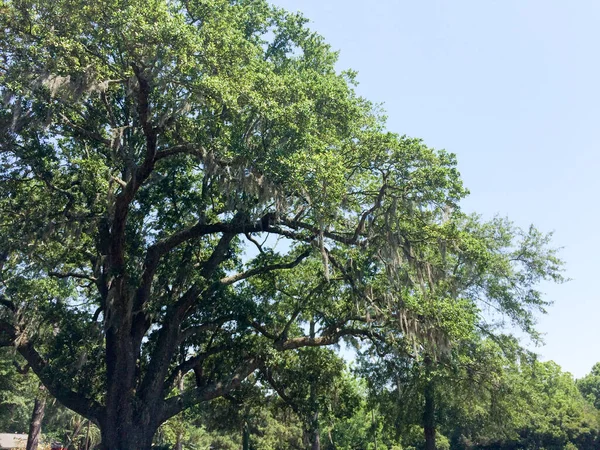 Gran árbol verde — Foto de Stock