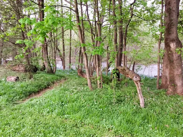 Покрытие зеленой гаунды возле реки — стоковое фото