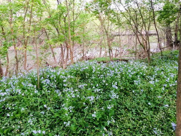 Groene gound cover bij de rivier — Stockfoto