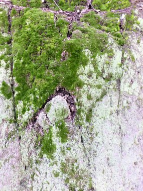 Taşın üzerinde yeşil yosun