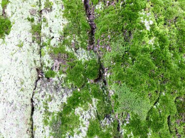 Taşın üzerinde yeşil yosun