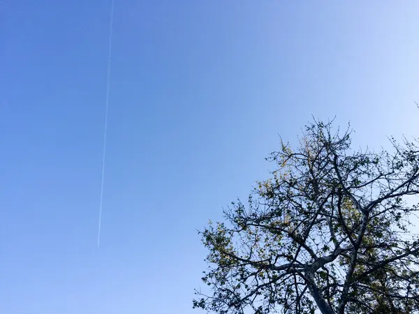 푸른 하늘에 있는 나무 — 스톡 사진