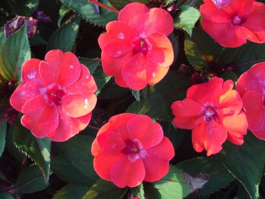 Yeşil renkli çiçekler.