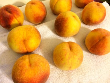 Beyaz havluyla kurulanan renkli olgun şeftaliler.