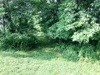 Yeşil ağaçlar gizli patika