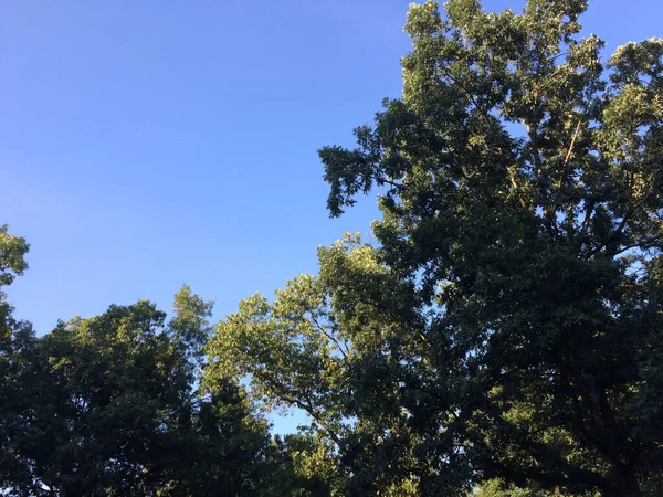 Árboles verdes con cielo azul mirando hacia arriba — Foto de Stock