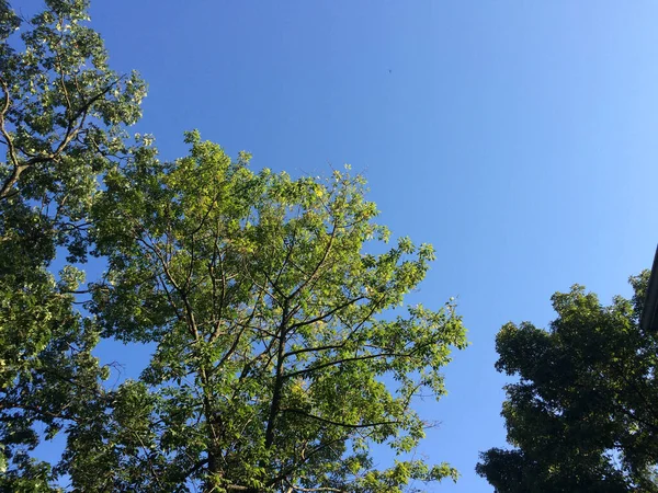 Zelené stromy s modrou oblohou vzhlížející — Stock fotografie