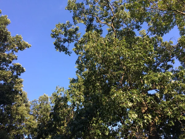 푸른 하늘을 올려다보는 푸른 나무들 — 스톡 사진