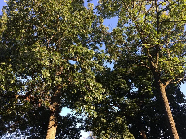 Зеленые деревья с голубым небом смотрят вверх — стоковое фото