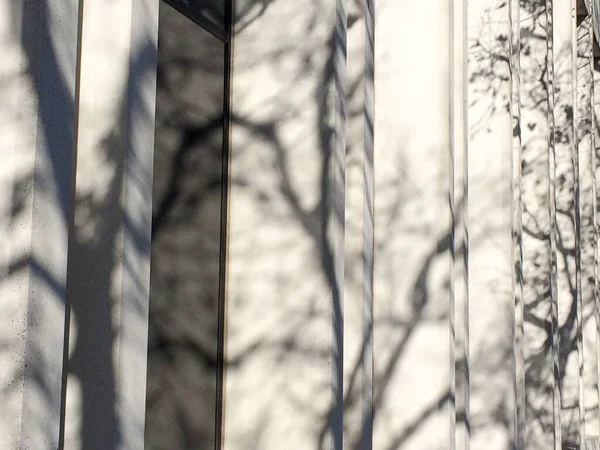 Ağaç dalları ve gölgeler beyaz kabarcıklar üzerinde — Stok fotoğraf