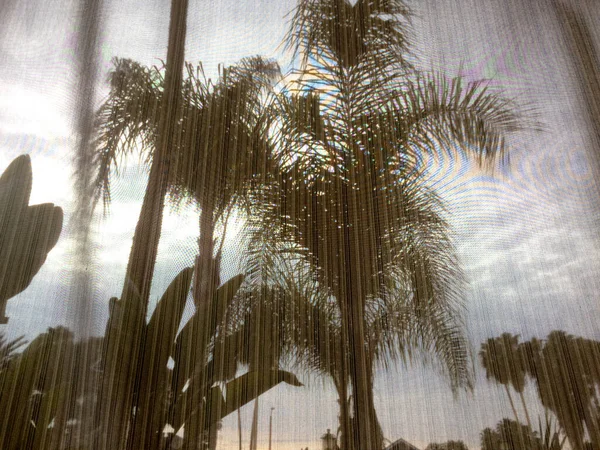 Palmuja ruutuverkon takana — kuvapankkivalokuva