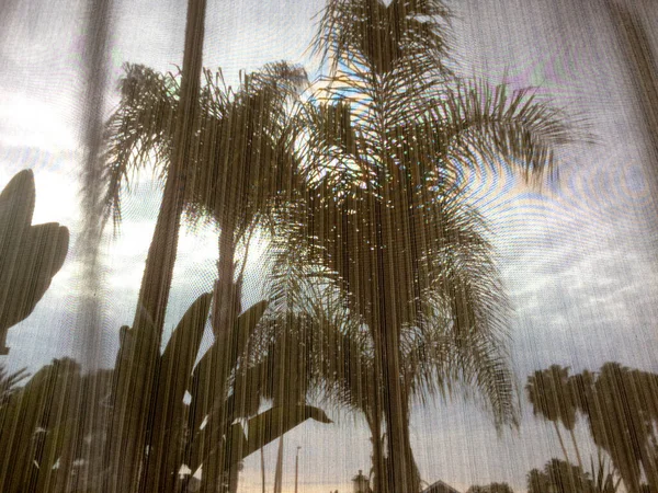 Palm trees behind screen mesh — Stock Photo, Image