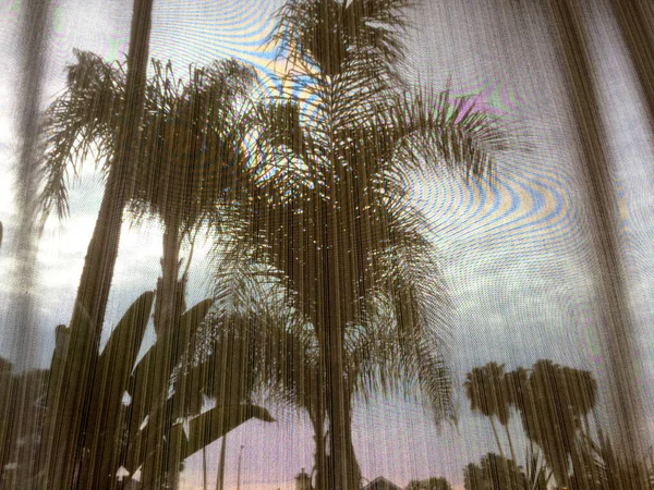 Palm trees behind screen mesh