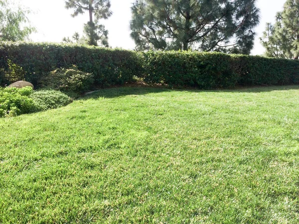 Домашній двір озеленення газонної трави — стокове фото