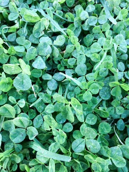 Green clover field — Stock Photo, Image