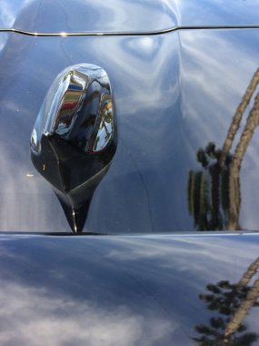 Soyut mavi palmiye ağacı arka plan boyalı