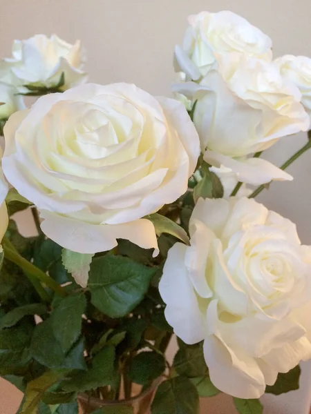 White rose flowers with green leaves — Stock Photo, Image