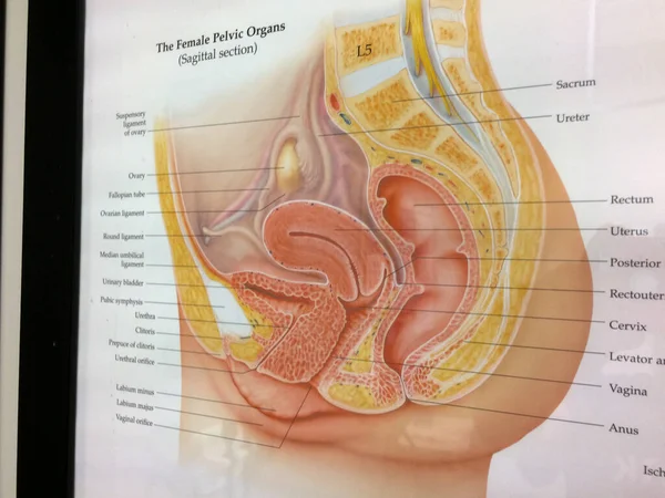 Female reproductive illustration at OBGYN medical doctor office — Stock Photo, Image