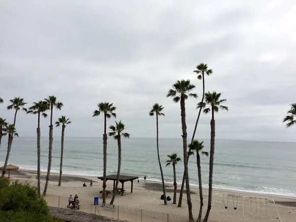 Palm trees at coastline — Stock Photo, Image