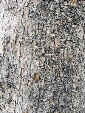 Ağaç kabuğunun doğal arkaplanı beyaz ve siyah desen