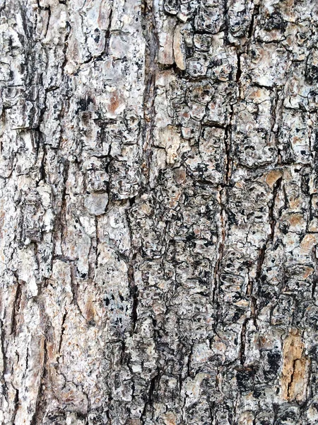 Natürlicher Hintergrund der Baumrinde weiße und schwarze Textur — Stockfoto