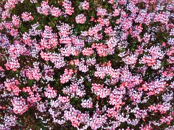 Piccolo viola fiori cespuglio modello di sfondo — Foto Stock