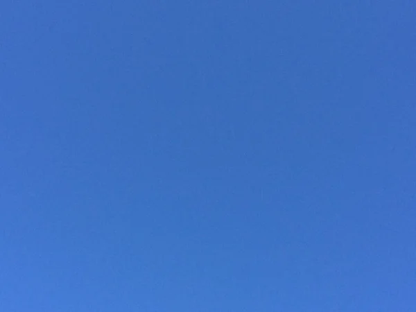 Зеленые деревья эвергрин со светлым полюсом фоне голубого неба — стоковое фото