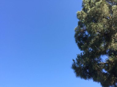 Yeşil ağaçlar her zaman yeşil çam iğneleri ve mavi gökyüzü güneşli bir arka plan