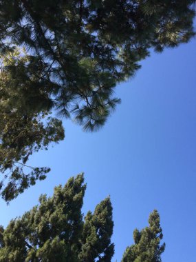 Yeşil ağaçlar her zaman yeşil çam iğneleri ve mavi gökyüzü güneşli bir arka plan