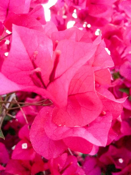 Bougainvillier rose rouge fleurs pleine floraison sur vigne gros plan — Photo