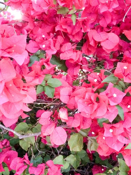Красно-розовые цветки Бугаинвиллеи расцветают на лозе крупным планом — стоковое фото