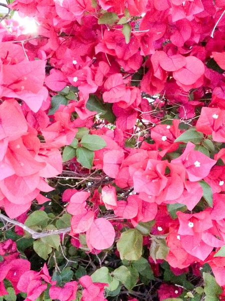 Piros rózsaszín Bougainvillea virágok teljes virágot szőlő közeli — Stock Fotó