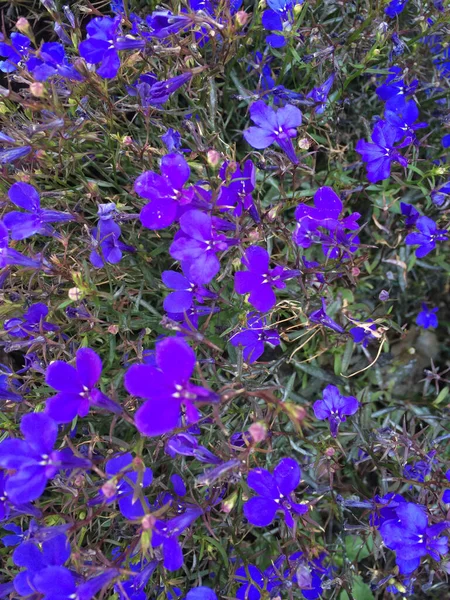 Bright Purple violet flowers — Stock Photo, Image