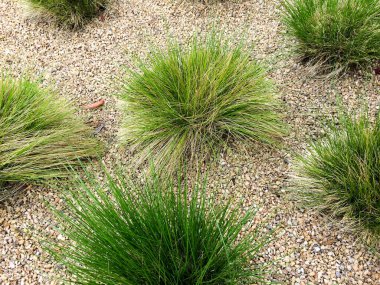 Bahçede kuraklığa dayanıklı yeşil bitkiler.