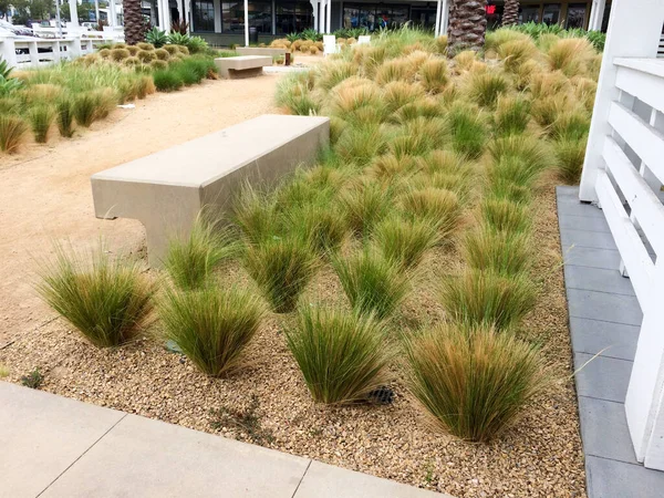 Plantas verdes tolerantes a la sequía en el jardín con jardines de piedra — Foto de Stock