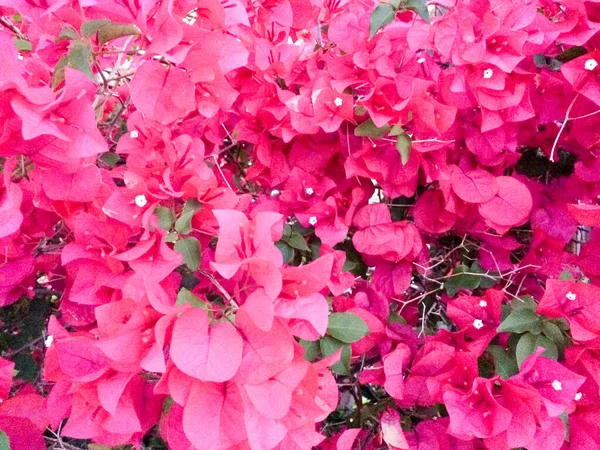 Vermelho rosa Bougainvillea flores flor cheia na videira de perto — Fotografia de Stock