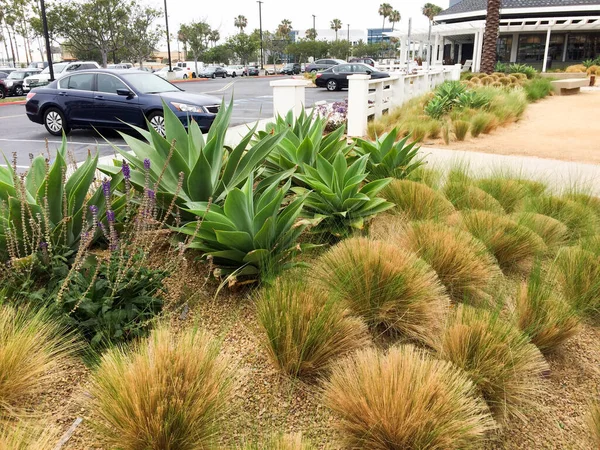 Plantes vertes tolérantes à la sécheresse dans le jardin avec aménagement paysager en pierre — Photo