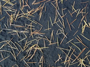 Doğal arkaplan, kuru çam iğneleri siyah üzerine.