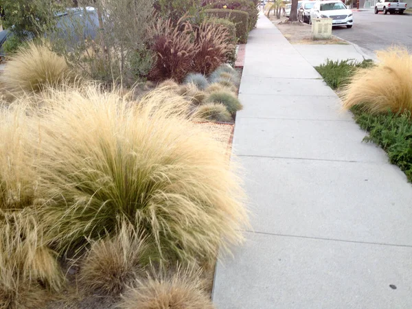 Home Paisajismo Sequía Diseño de plantas tolerantes al calor — Foto de Stock