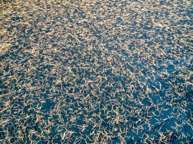 Doğal arkaplan, kuru çam iğneleri siyah üzerine.