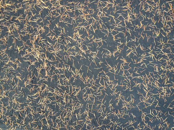 natural design background tan dry pine needles on texture