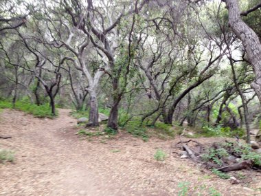 Dağ ormanları manzara ağaçları ve çalı patikası