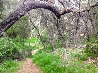 Dağ ormanları manzara ağaçları ve çalı yürüyüşleri.
