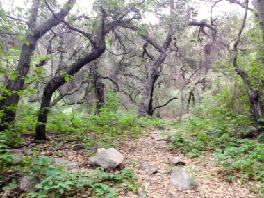 Dağ ormanları manzara ağaçları ve çalı patikası
