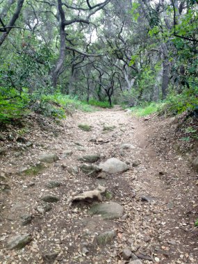 Dağ ormanları manzara ağaçları ve çalı patikası