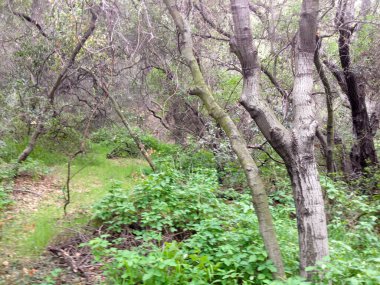 Dağ ormanları manzara ağaçları ve çalı yürüyüşleri.