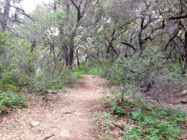 Dağ ormanları manzara ağaçları ve çalı patikası
