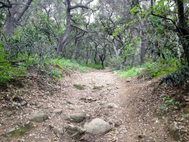 Dağ ormanları manzara ağaçları ve çalı patikası