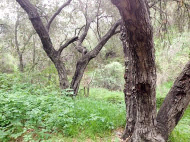 Dağ ormanları manzara ağaçları ve çalı yürüyüşleri.